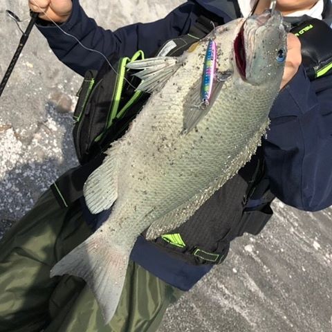 メジナ釣り仕掛けはフカセだけじゃない ルアーでの釣り方も紹介 けいちょんの釣り情報局