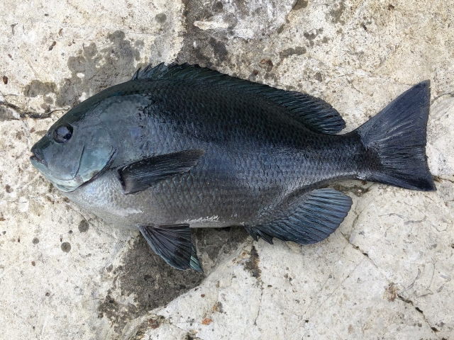 メジナ釣り仕掛けはフカセだけじゃない ルアーでの釣り方も紹介 けいちょんの釣り情報局