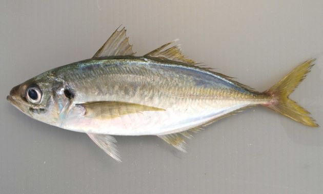 春に釣れる魚種は何がある 狙えるターゲットtop5を紹介 けいちょんの釣り情報局