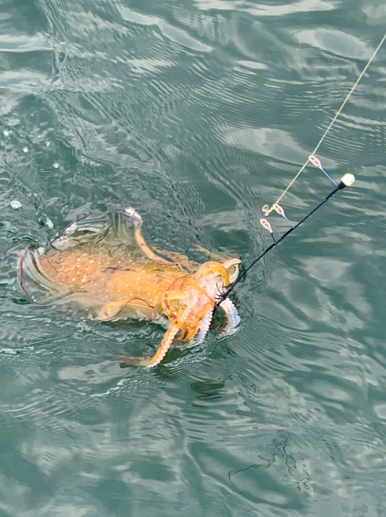 アオリイカの締め方でハサミ ピック ナイフ チョップ どれが一番おすすめ けいちょんの釣り情報局