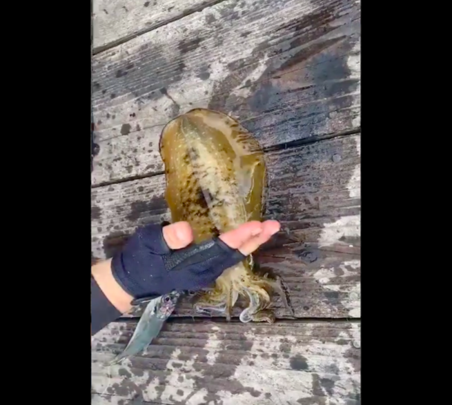 アオリイカの締め方でハサミ ピック ナイフ チョップ どれが一番おすすめ 釣りプレ