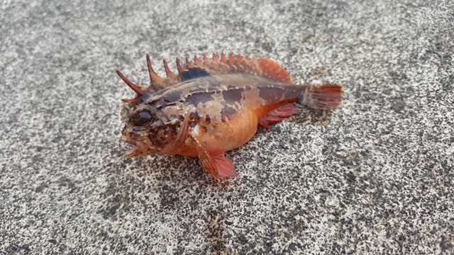 危険な海の魚はこれだ 良く釣れる１０種類を紹介 けいちょんの釣り情報局