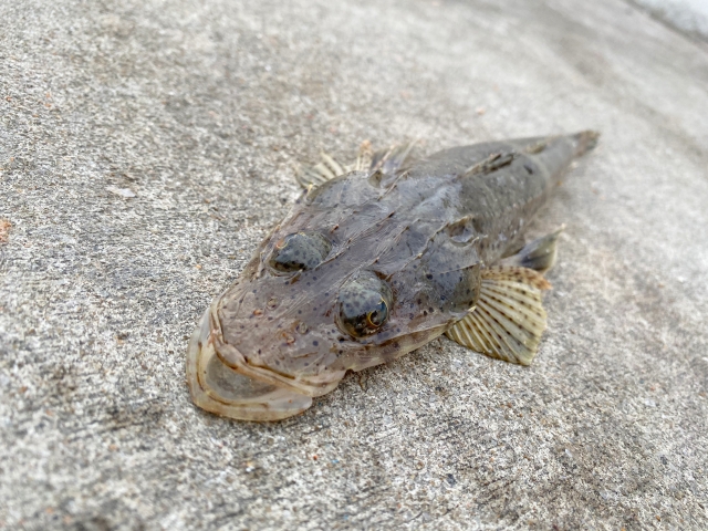 夏に釣れる魚種は何がある 狙えるターゲットtop5を紹介 けいちょんの釣り情報局