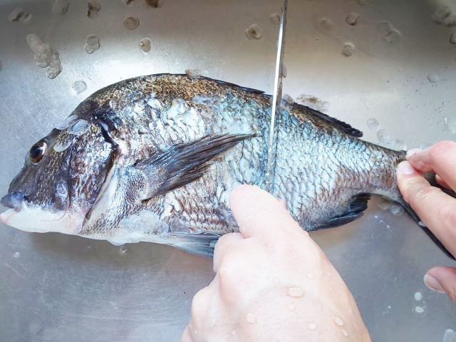 魚のうろこの取り方はこれ おすすめ５選を紹介 けいちょんの釣り情報局
