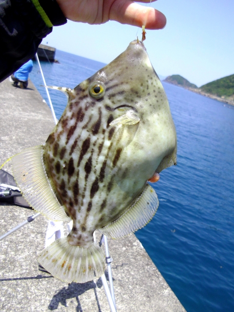 海釣りの魚で釣って美味しいものtop５を紹介 No１に輝いたのは けいちょんの釣り情報局