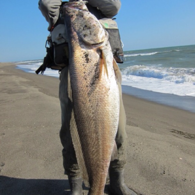 オオニベの釣り方とおすすめタックルは 幻の魚を手に入れよう けいちょんの釣り情報局